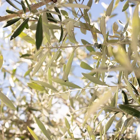 Trullo Sisto * Cisternino